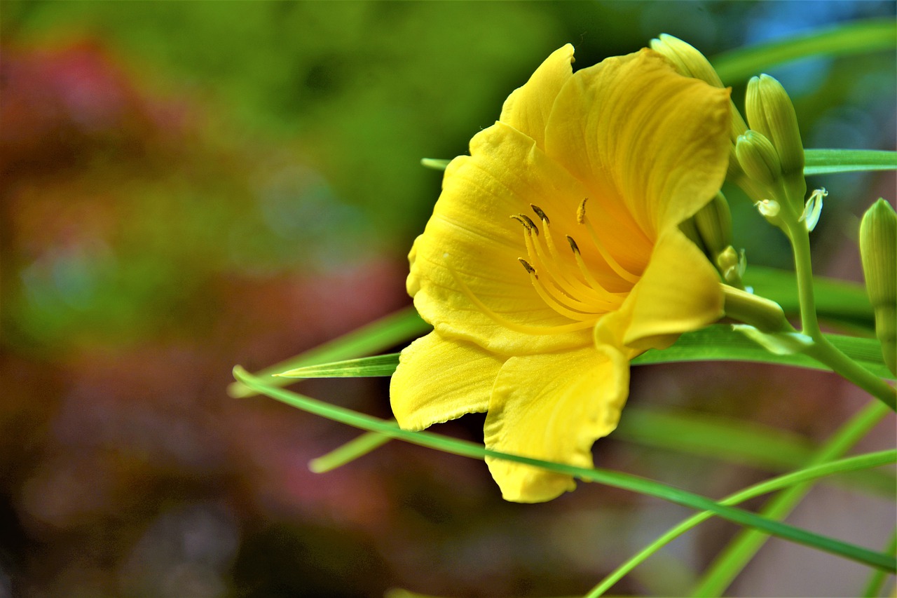 flower  lilly  yellow free photo