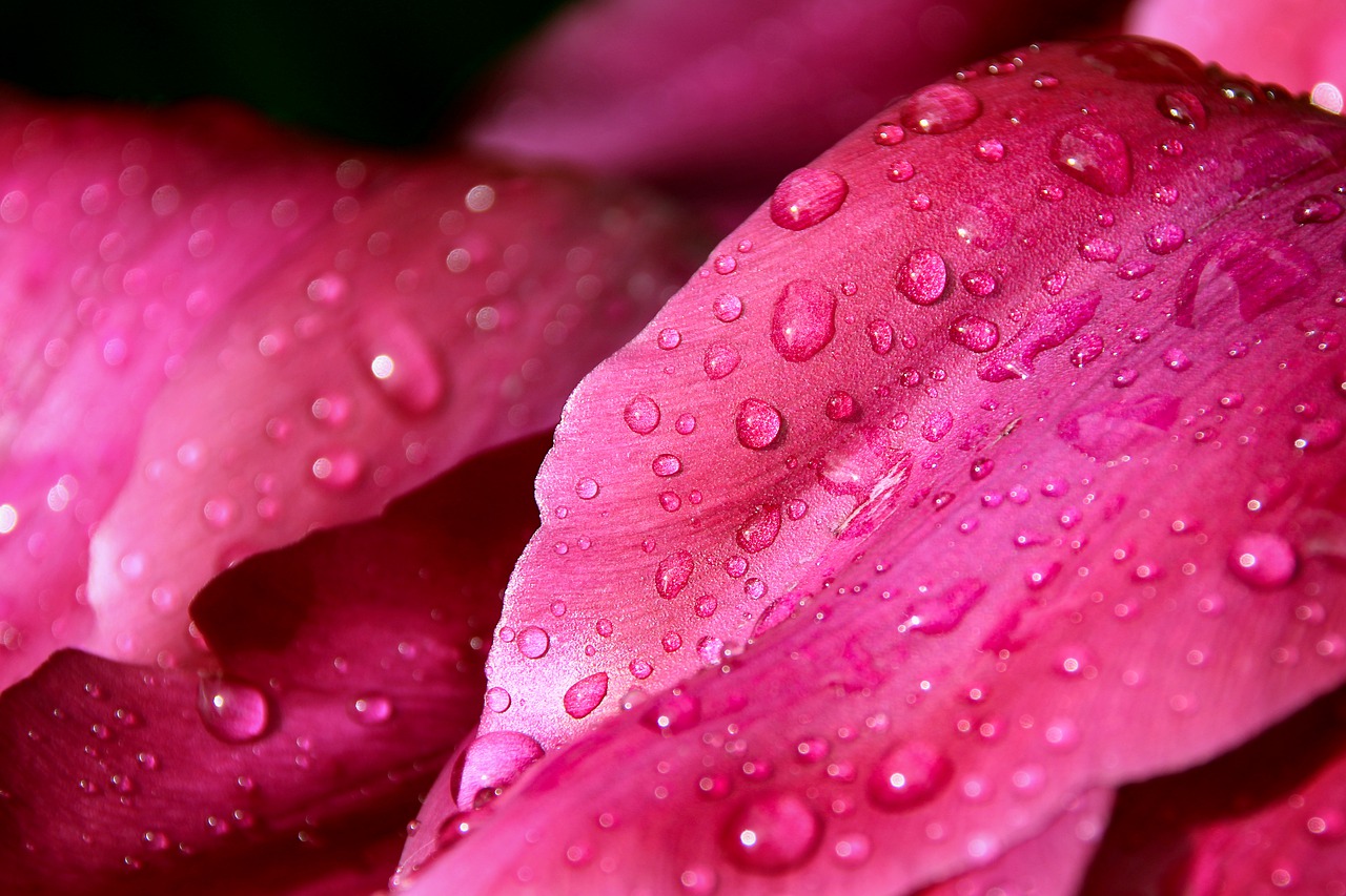 flower  leaf macro  dew free photo