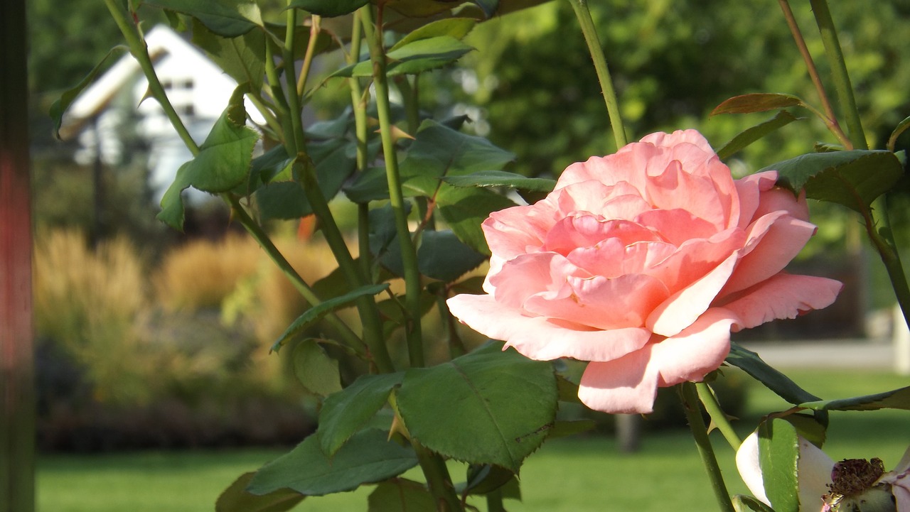 flower pink floral free photo