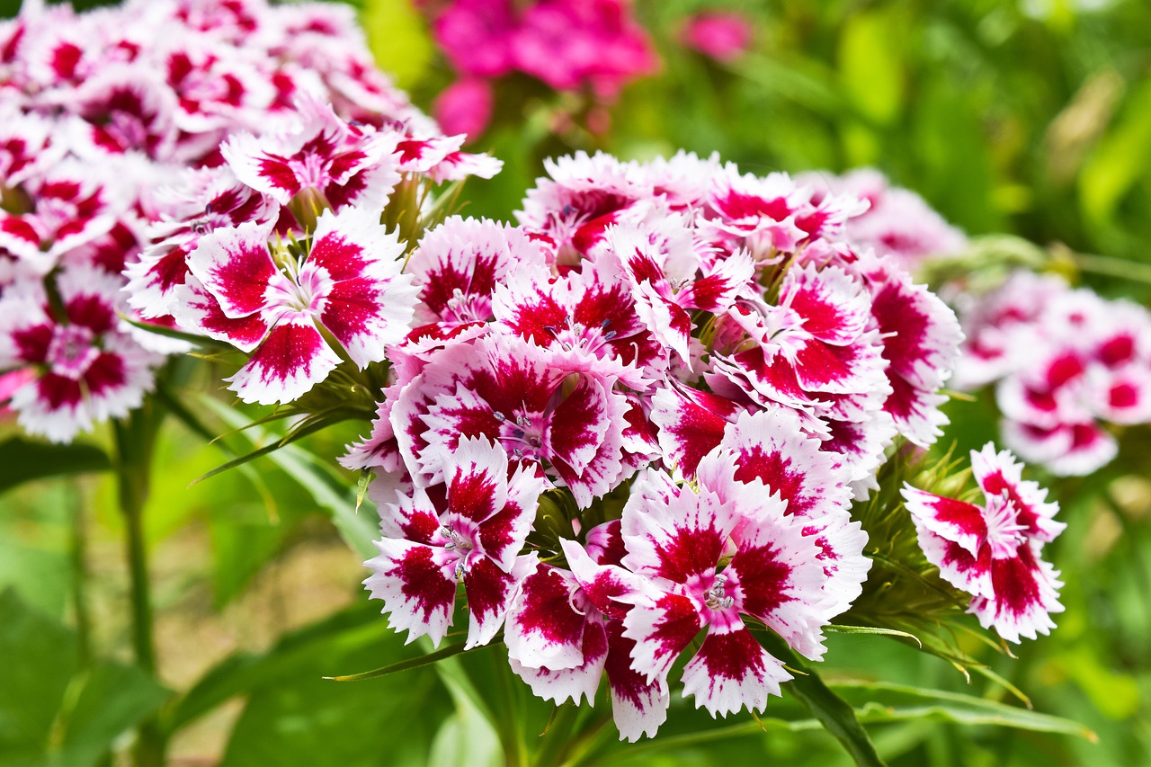 flower  sweet william  nature free photo