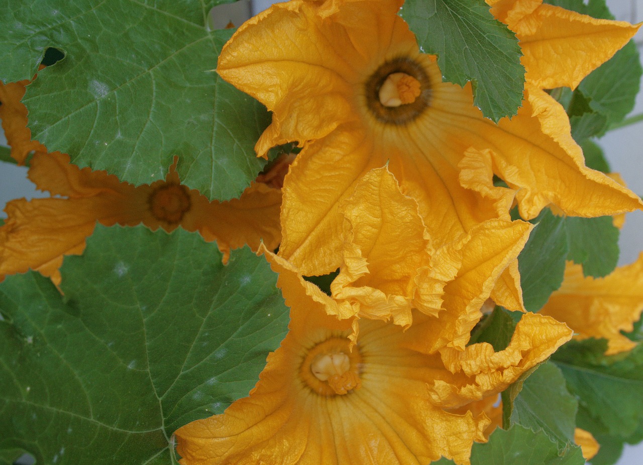 blossom bloom zucchini free photo