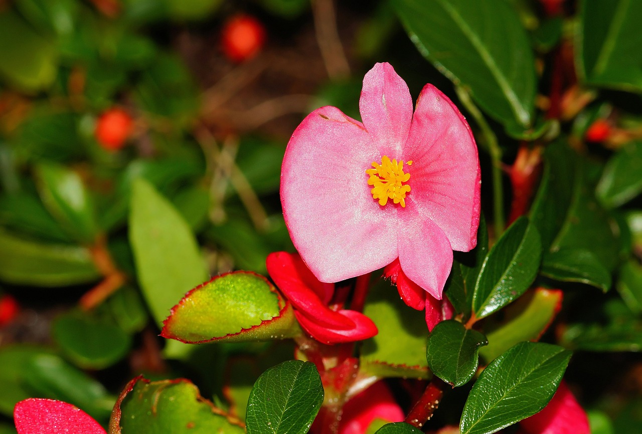 flower blossom bloom free photo