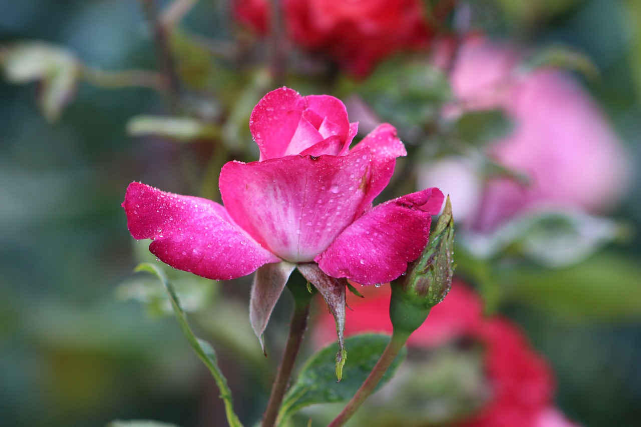 flower  red  blossom free photo