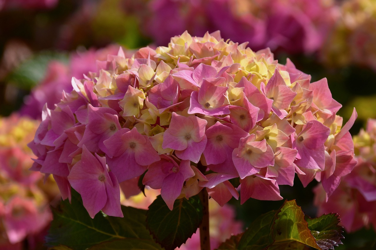 flower  flower hydrangea  hydrangea free photo