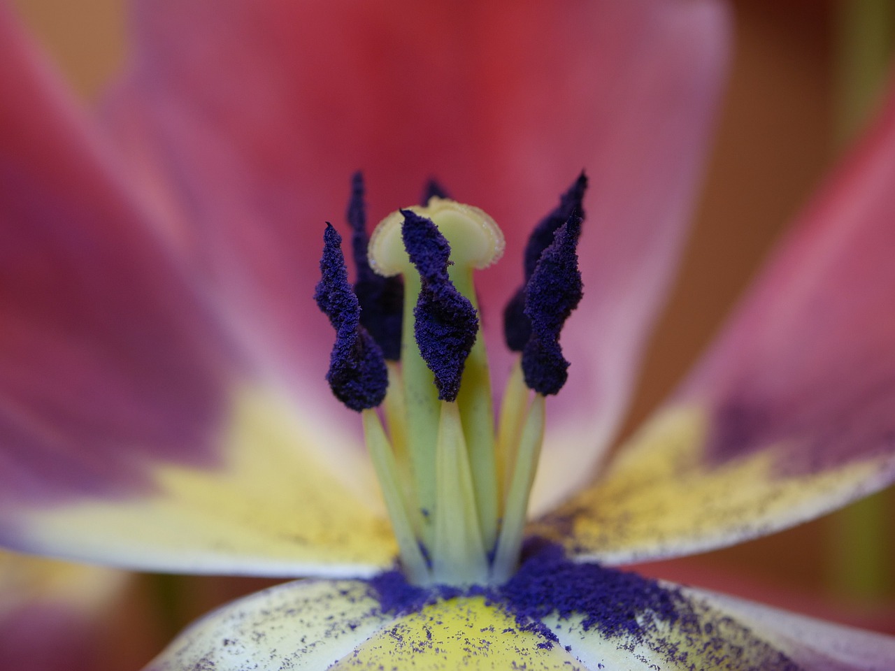 flower  plant  blossom free photo