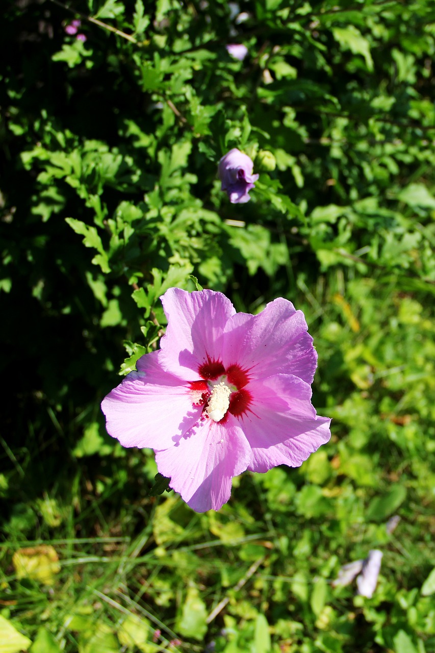 flower hibiscus perennials free photo