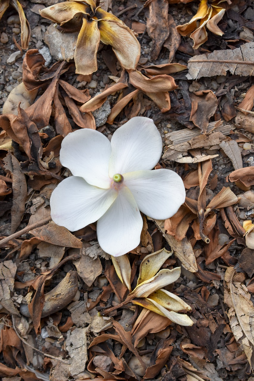 flower  brown  autumn free photo