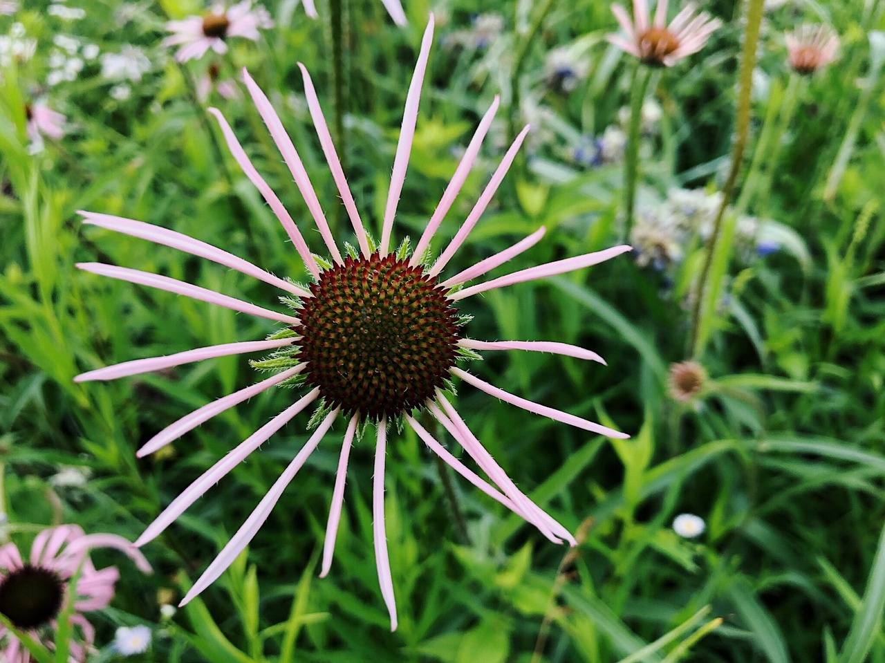 flower  summer  coneflower free photo