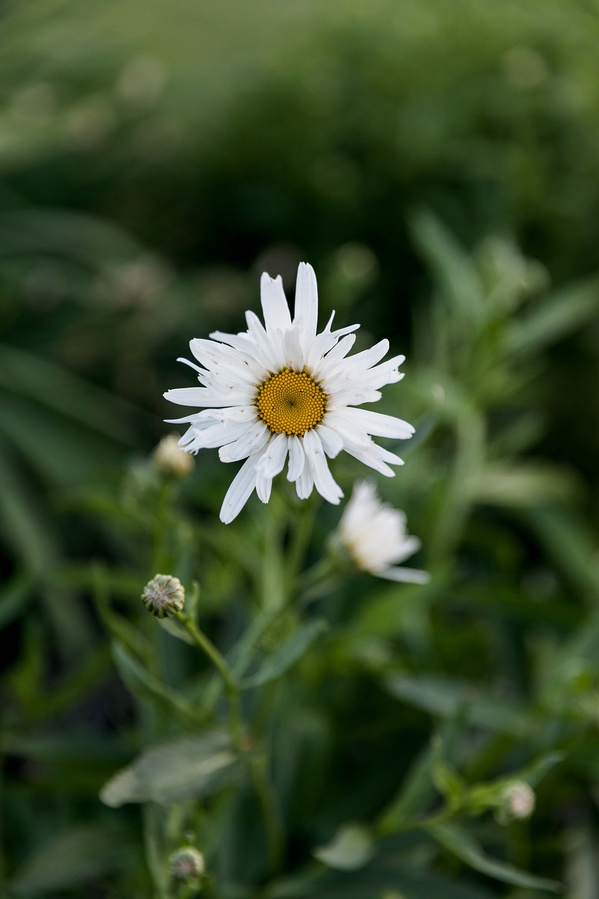 flower  floral  greenery free photo