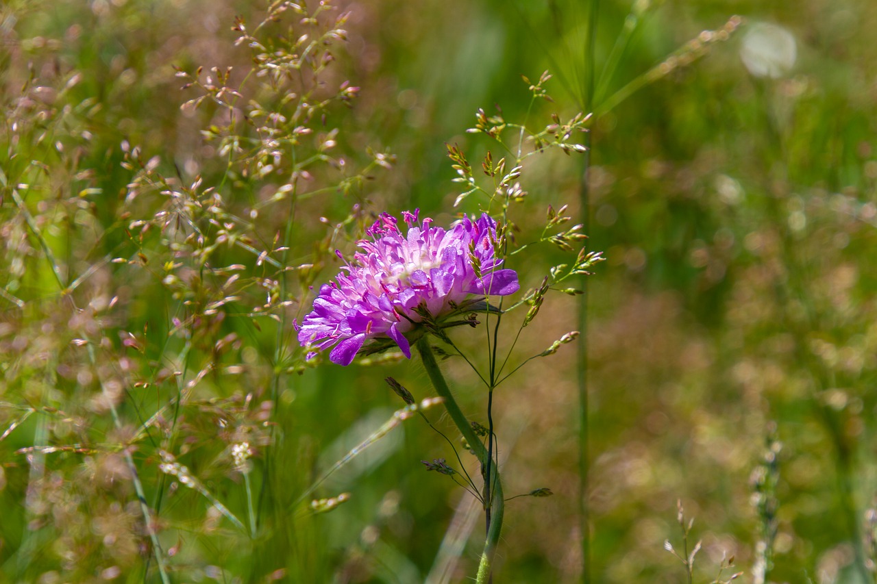 flower  pointed flower  plant free photo