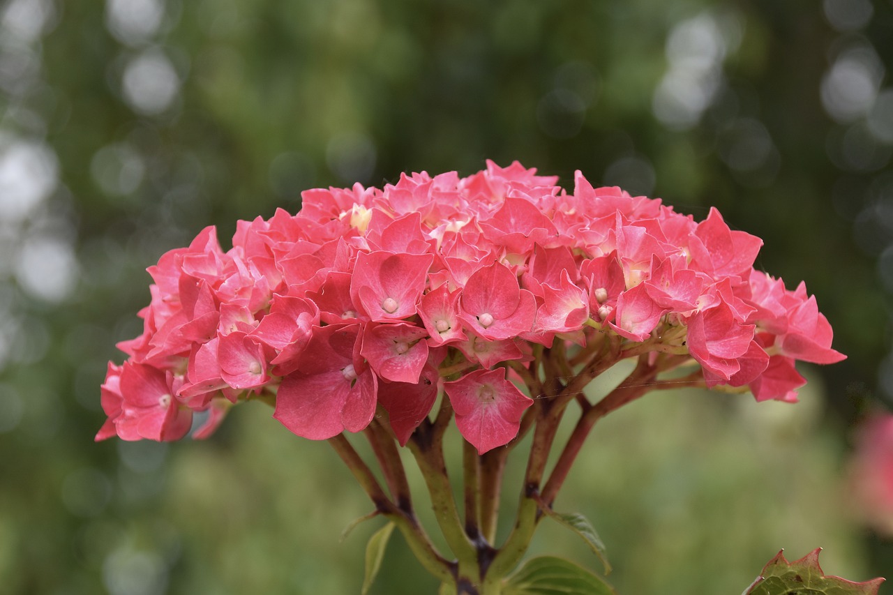 flower  flower hydrangeas  hydrangea red free photo