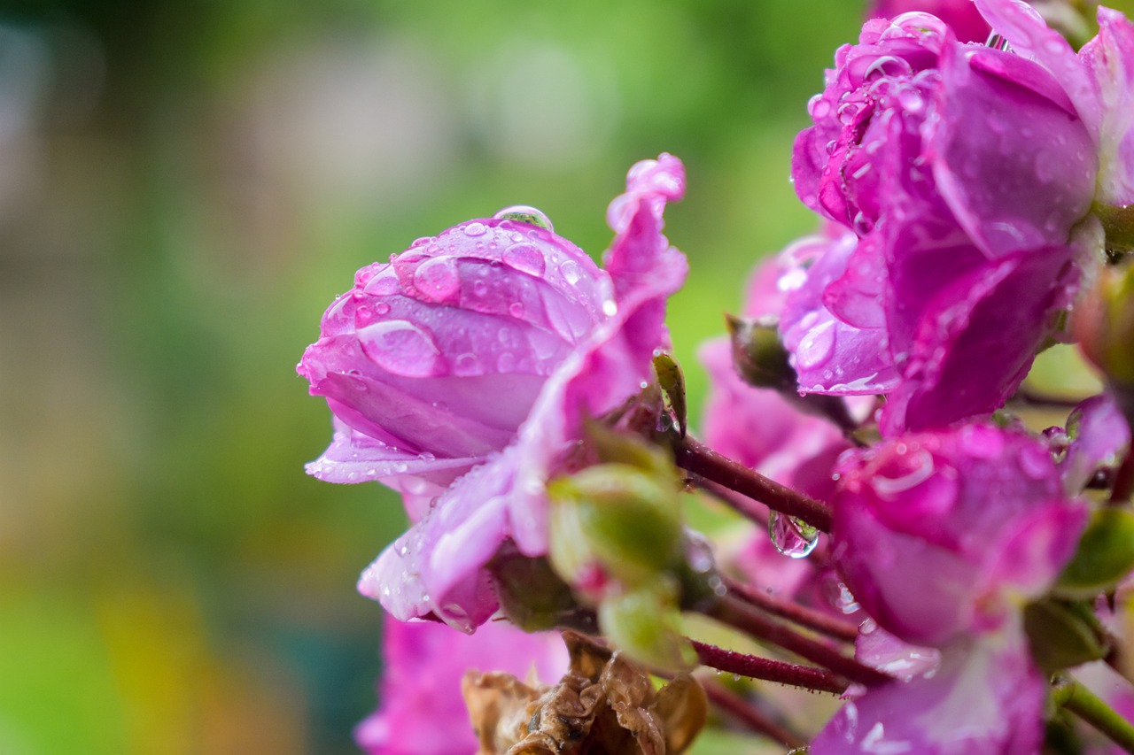 flower  rainy garden  abstract flower free photo