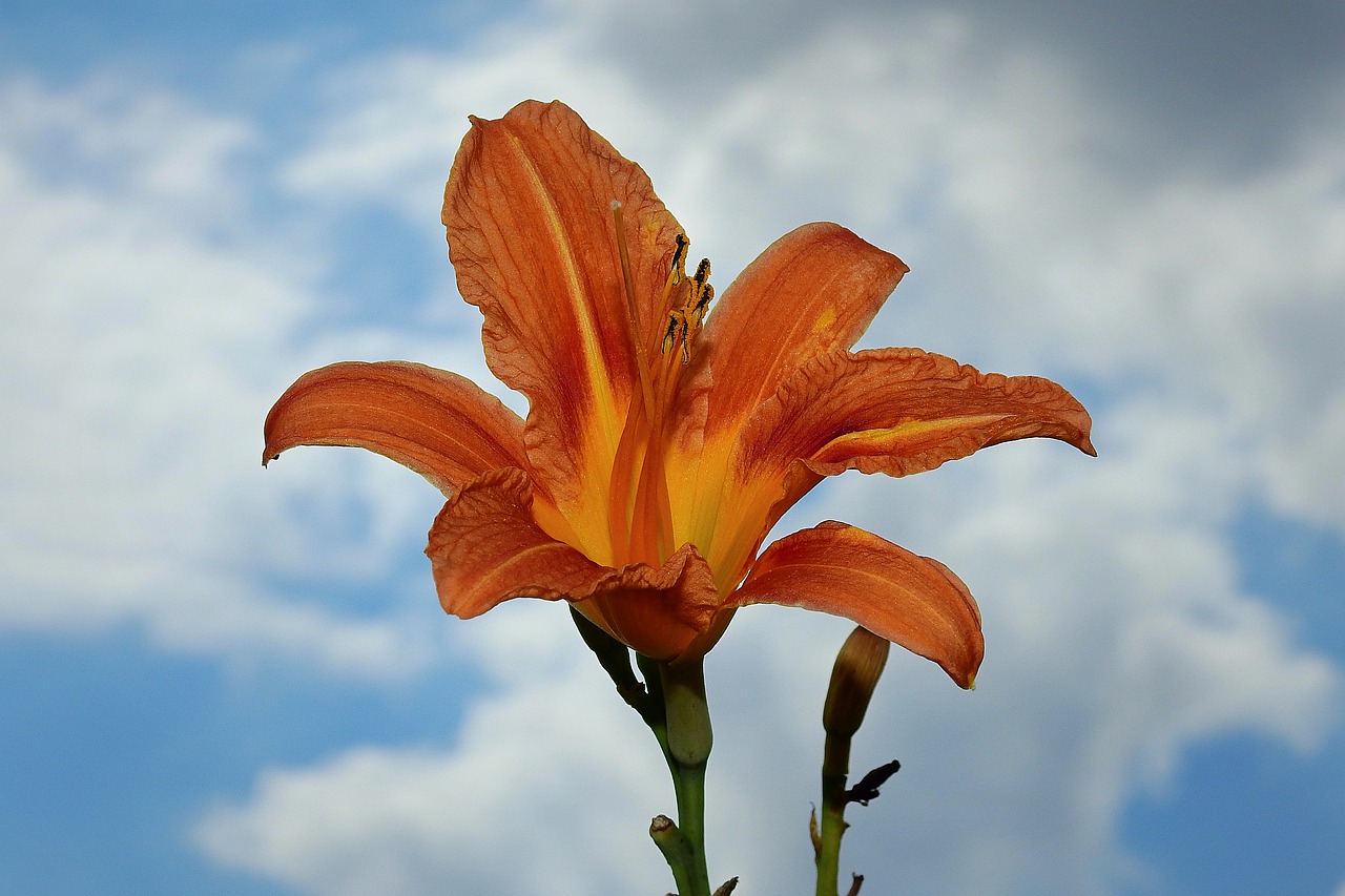 flower  sky  clouds free photo