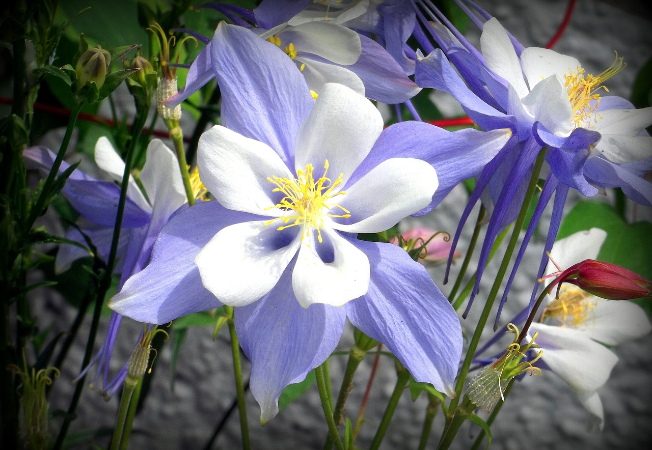 flower petals stamen free photo