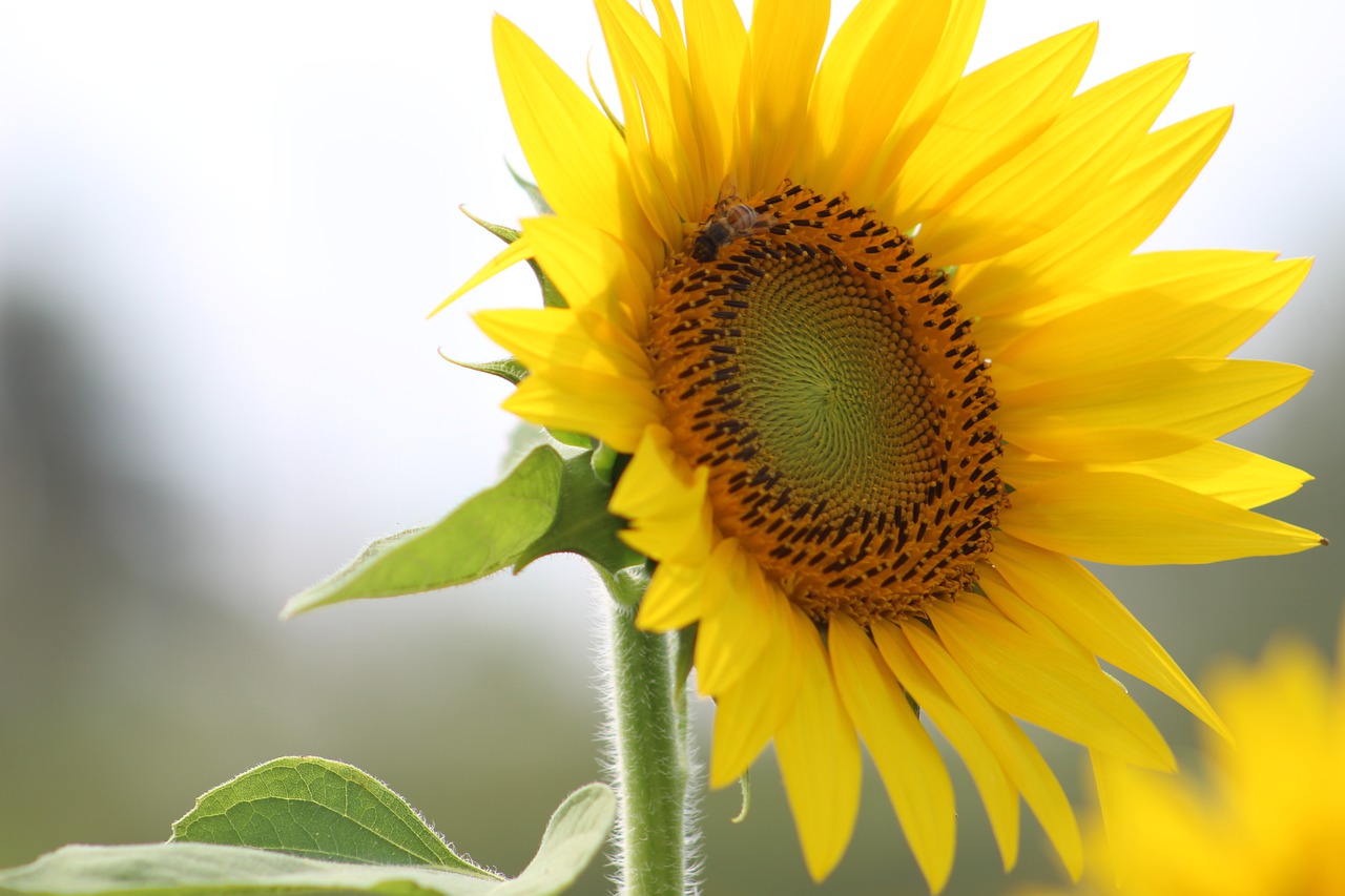 flower  sunflower  yellow free photo