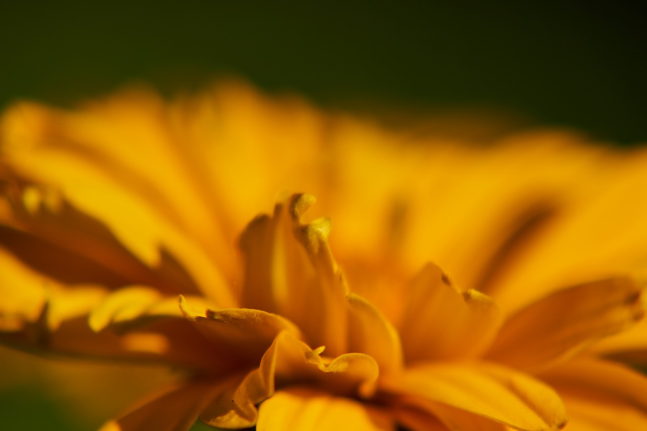 flower  flourished  orange free photo