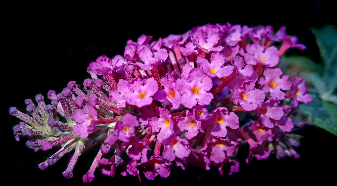 flower  purple  summer free photo