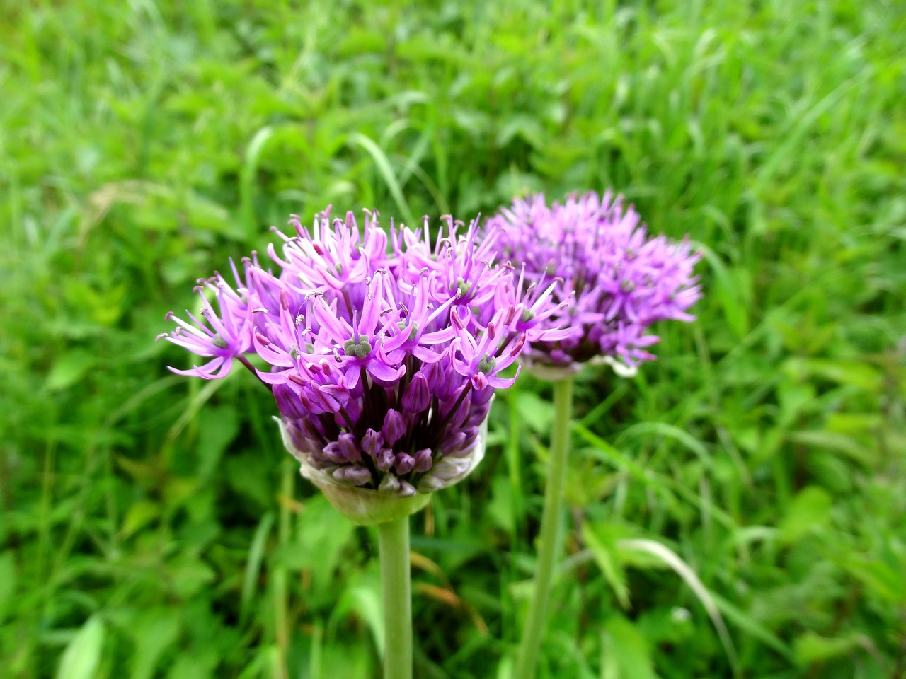 flower  blossom  garlic free photo