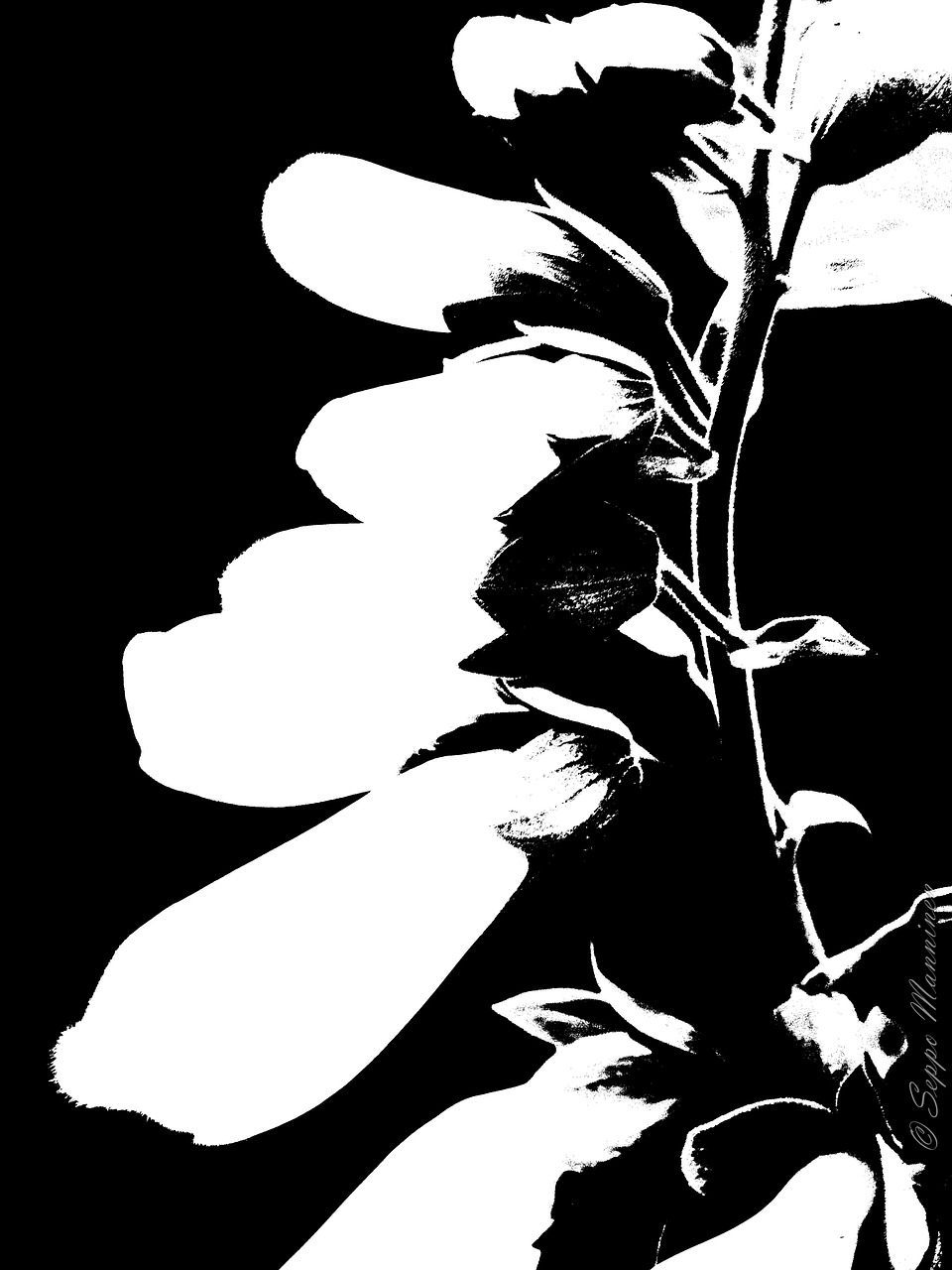 flower black white free photo