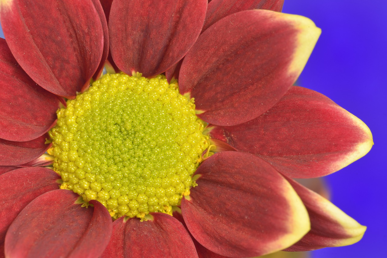 flower  red  yellow free photo