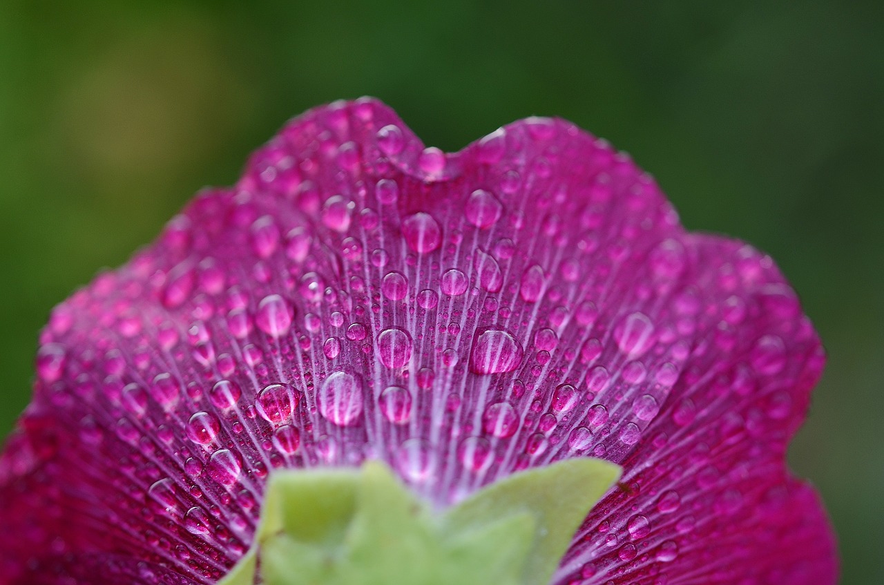 flower plant leaves free photo