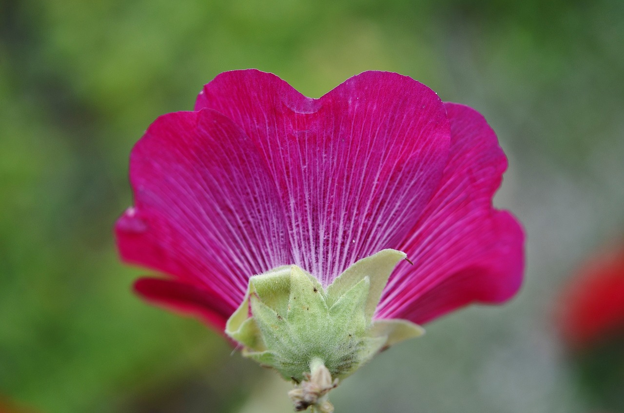 flower plant leaves free photo