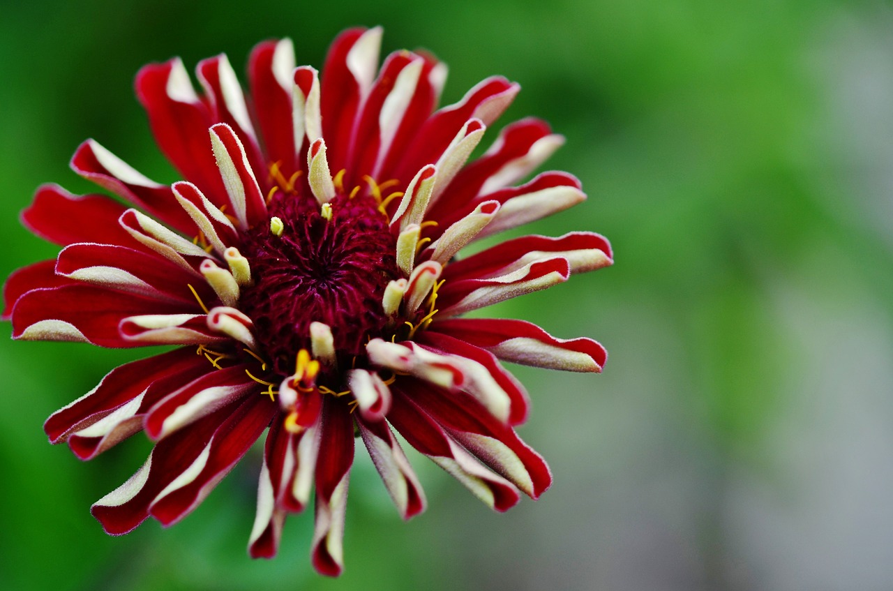 flower daisy wild flower free photo