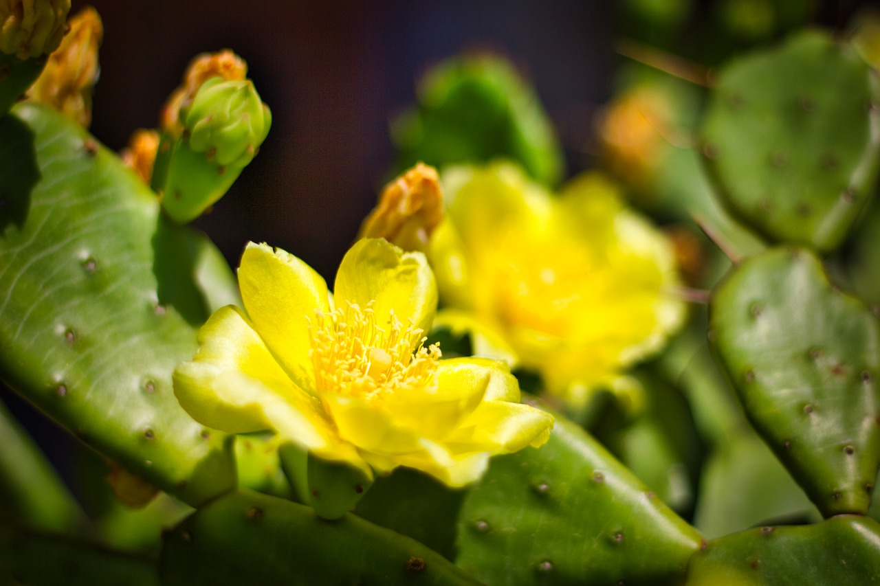 flower  yellow  nature free photo