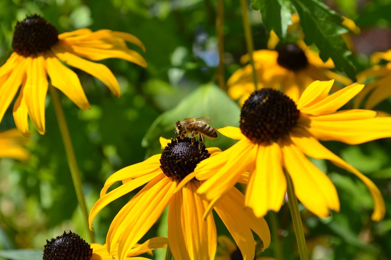 flower yellow nature free photo