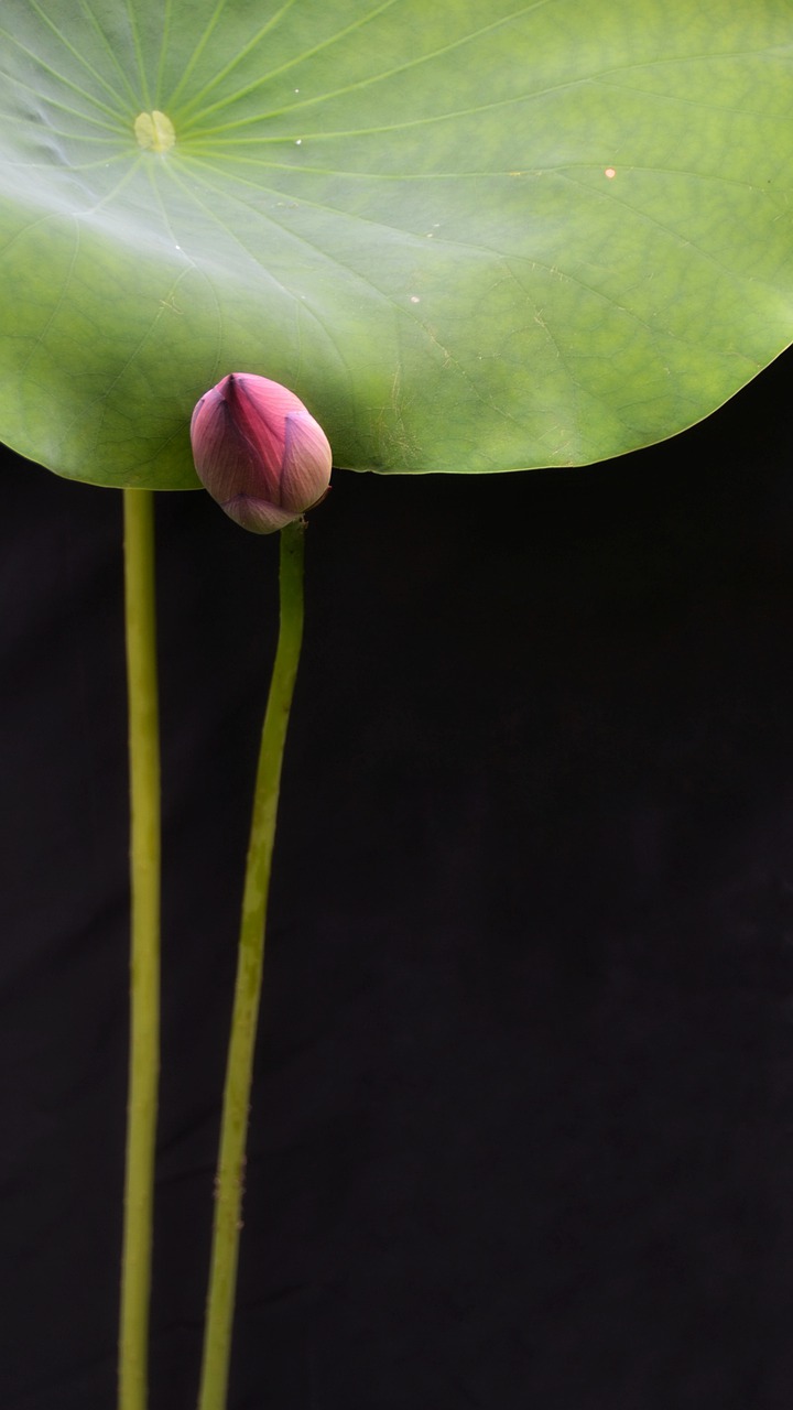 flower  lotus  zen free photo