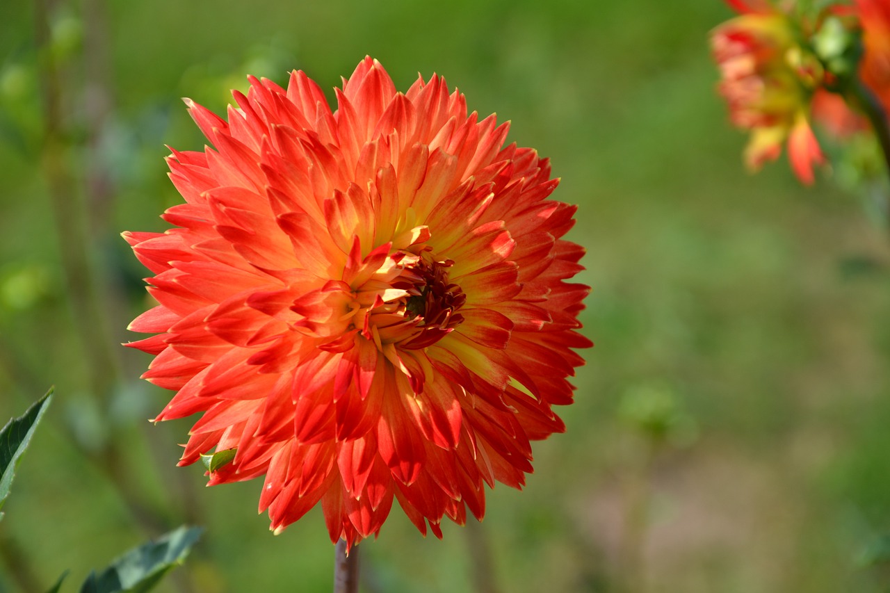 flower  red  bloom free photo