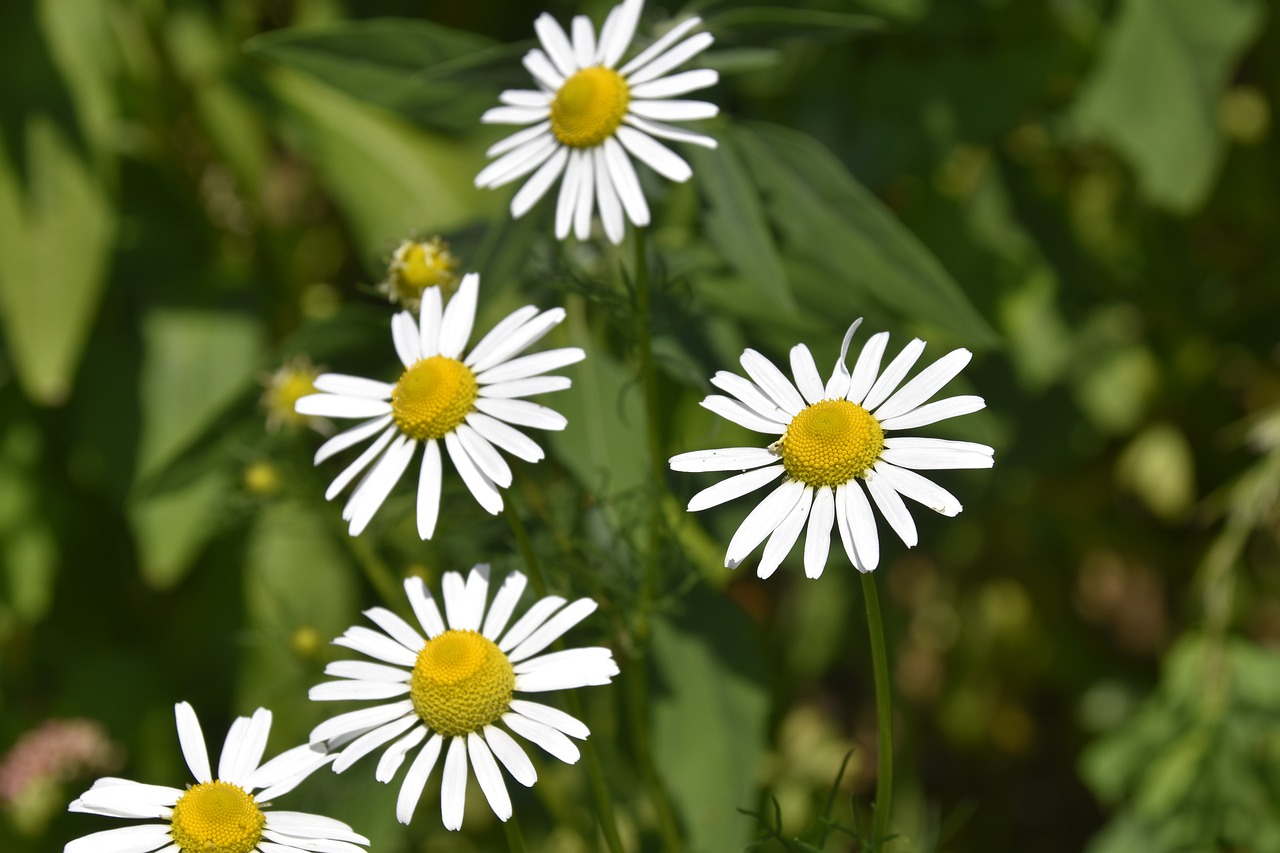 flower  flowers of the meadows  daisies free photo