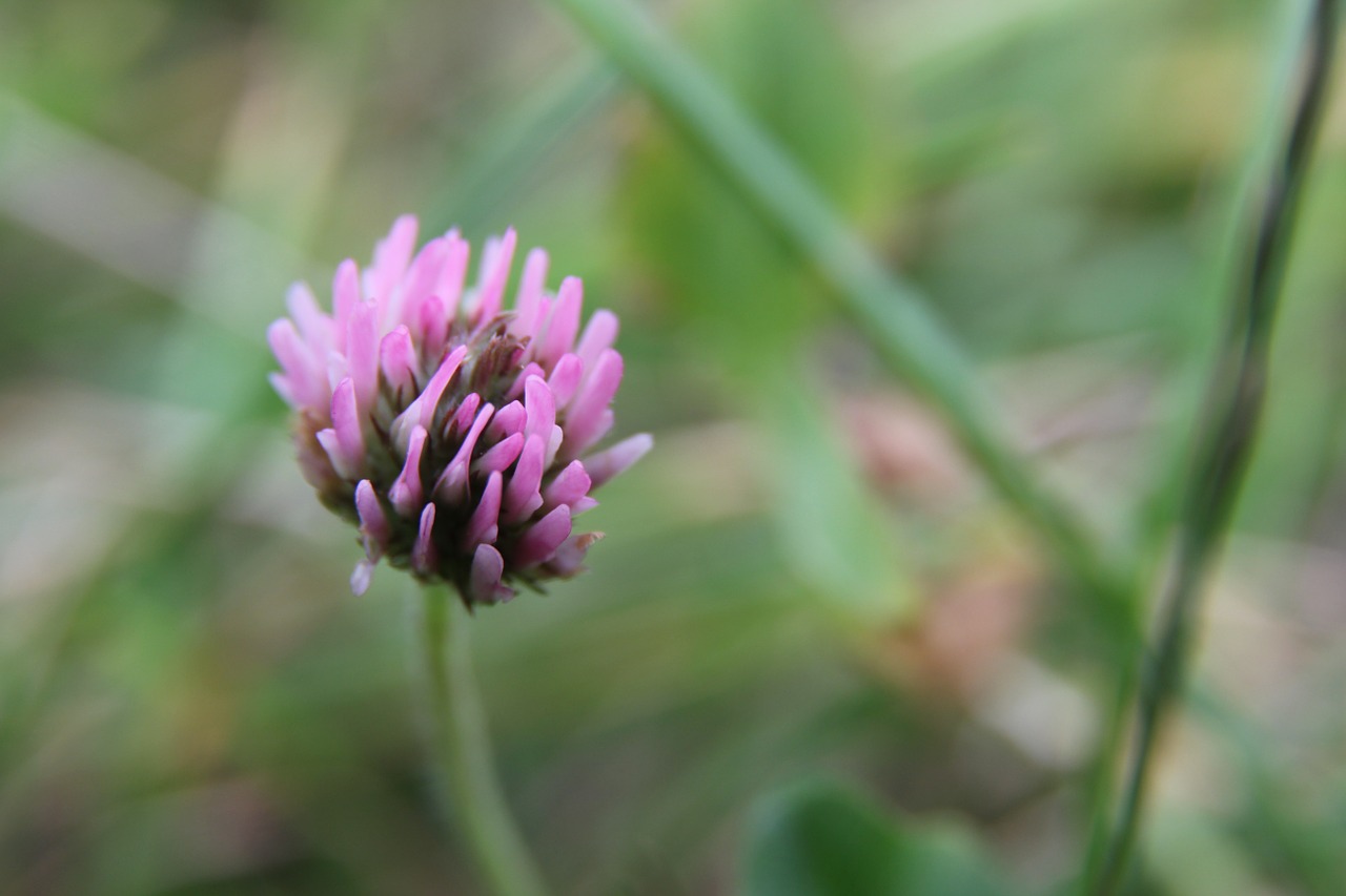 flower purple grass free photo