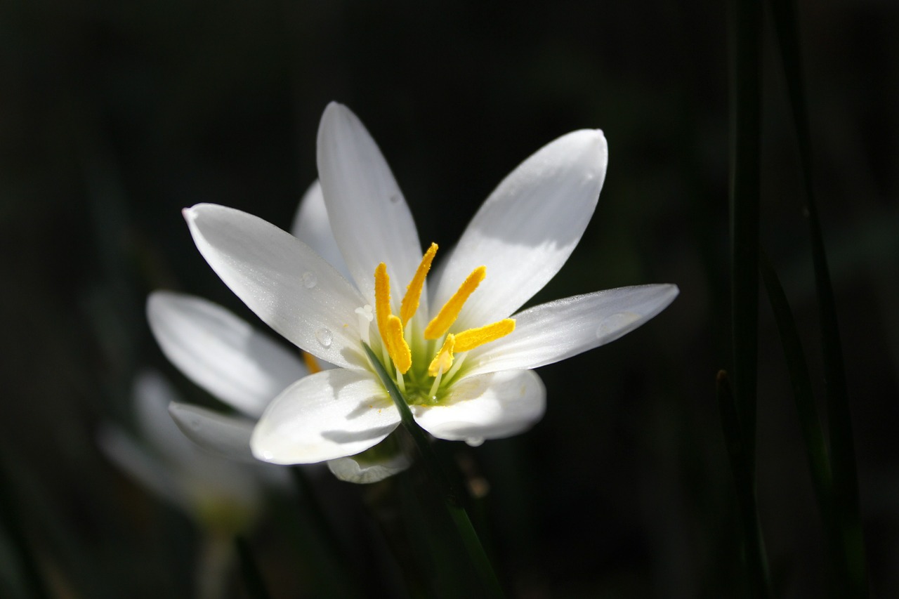 flower white fresh free photo