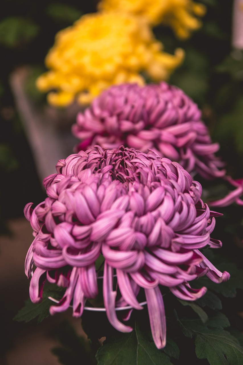 flower  color  chrysanthemum free photo