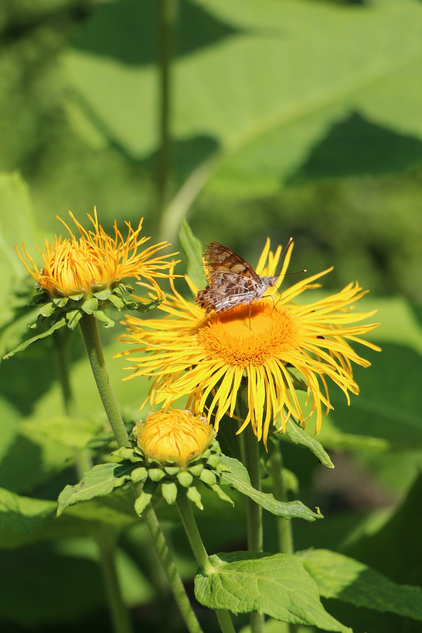 flower  bee  insect free photo