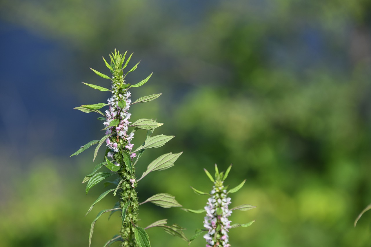 flower  blossom  plant free photo