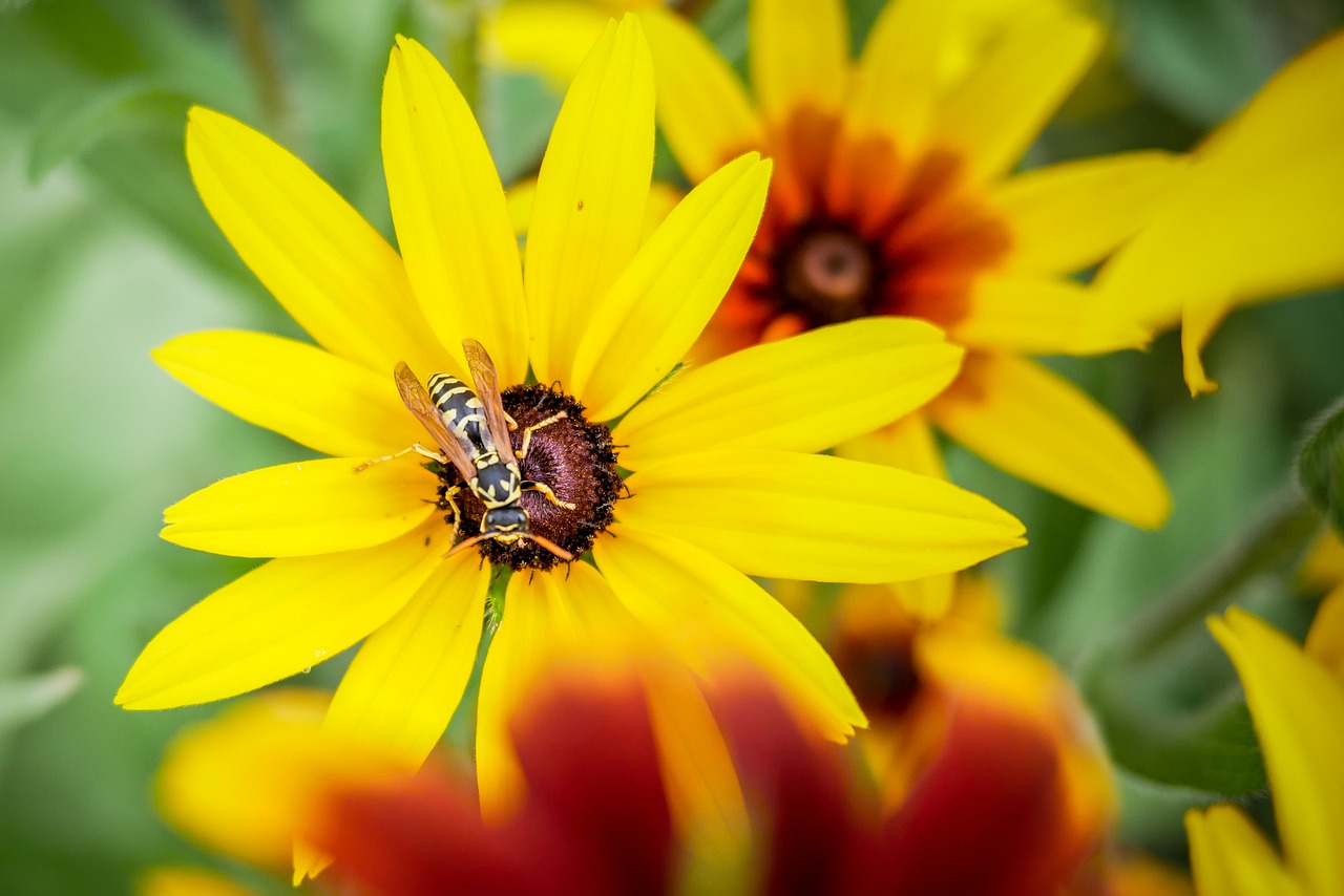 flower  osa  garden free photo