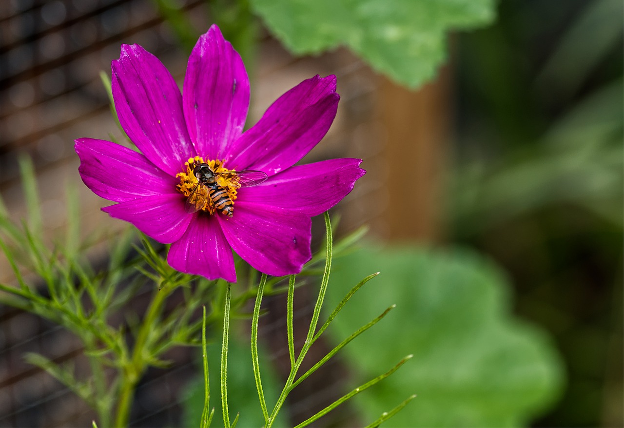 flower  blossom  bloom free photo