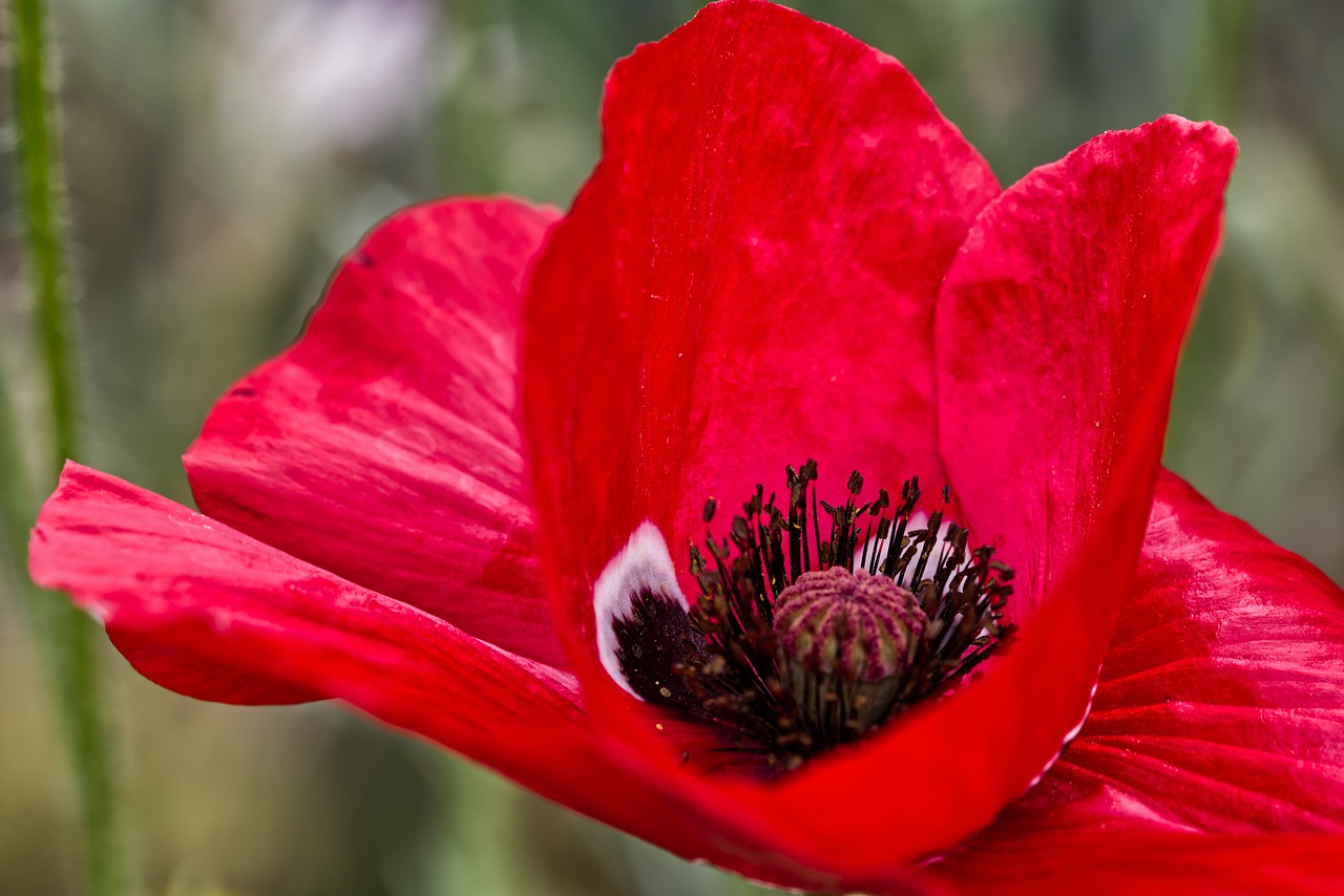 flower  flowering poppy  red free photo