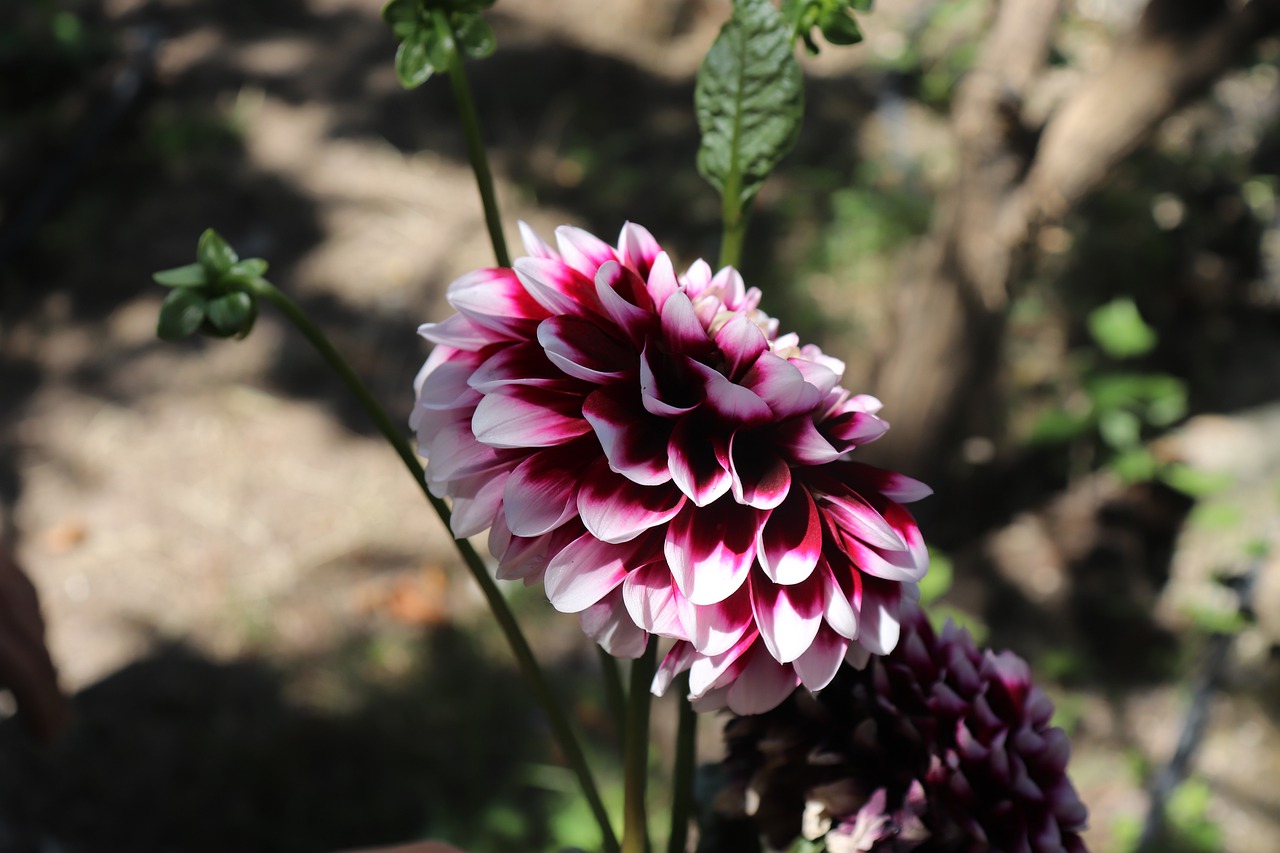 flower  chichewa best pictures  potato blossom free photo