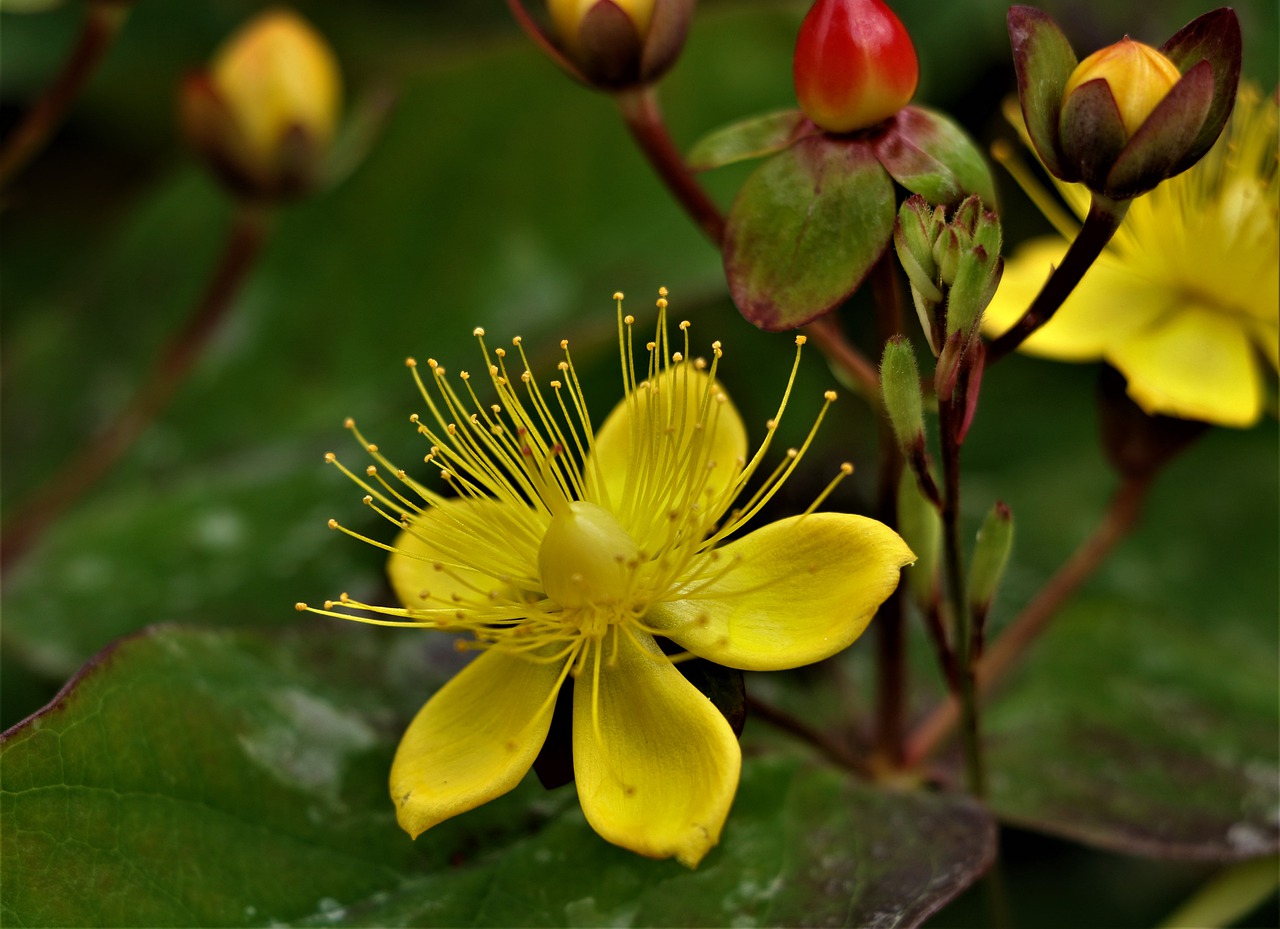 flower  plant  hypericum free photo