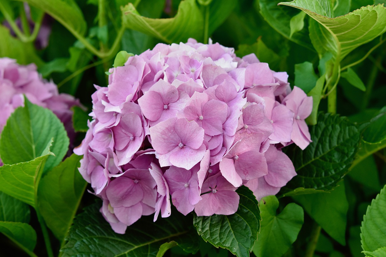 flower  flower hydrangea  hydrangea pink color free photo