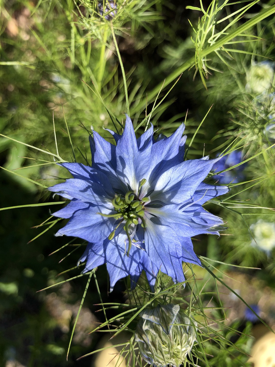 flower  garden  nature free photo