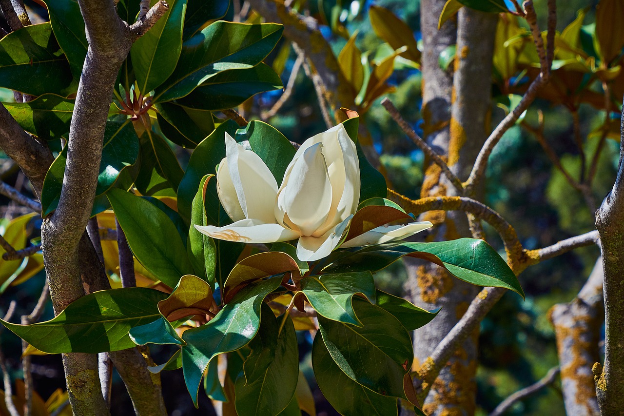 flower  white  floral free photo