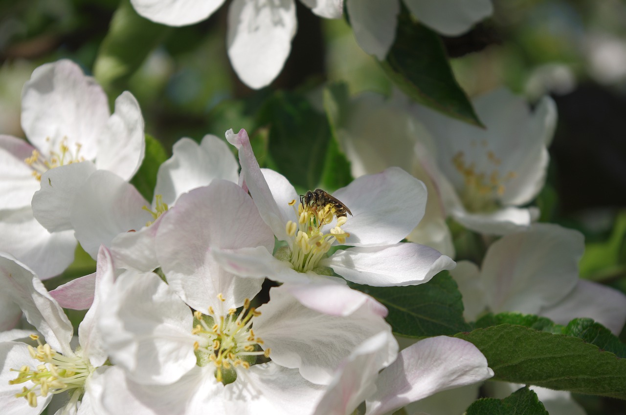 flower  apple-blossom  bee free photo