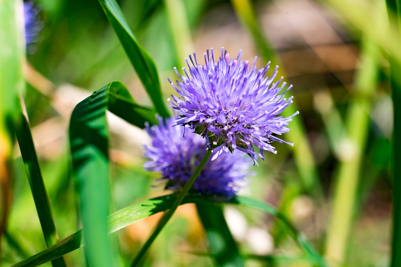 flower  nature  summer free photo