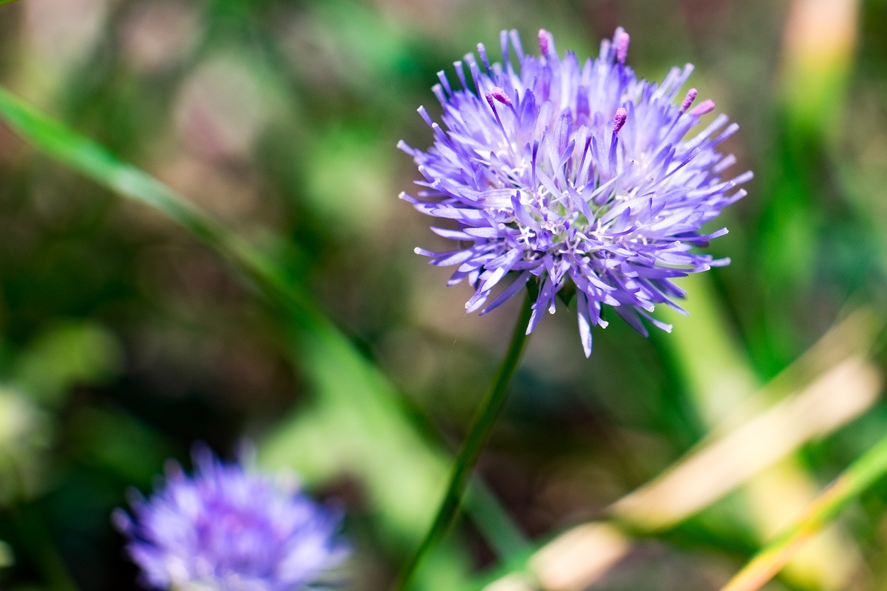 flower  nature  summer free photo