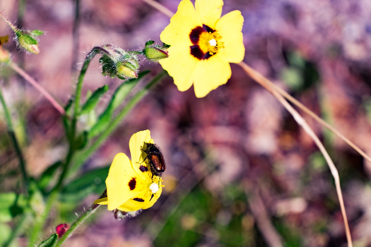 flower  nature  summer free photo