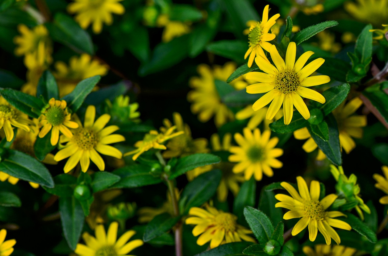 flower  yellow  nature free photo